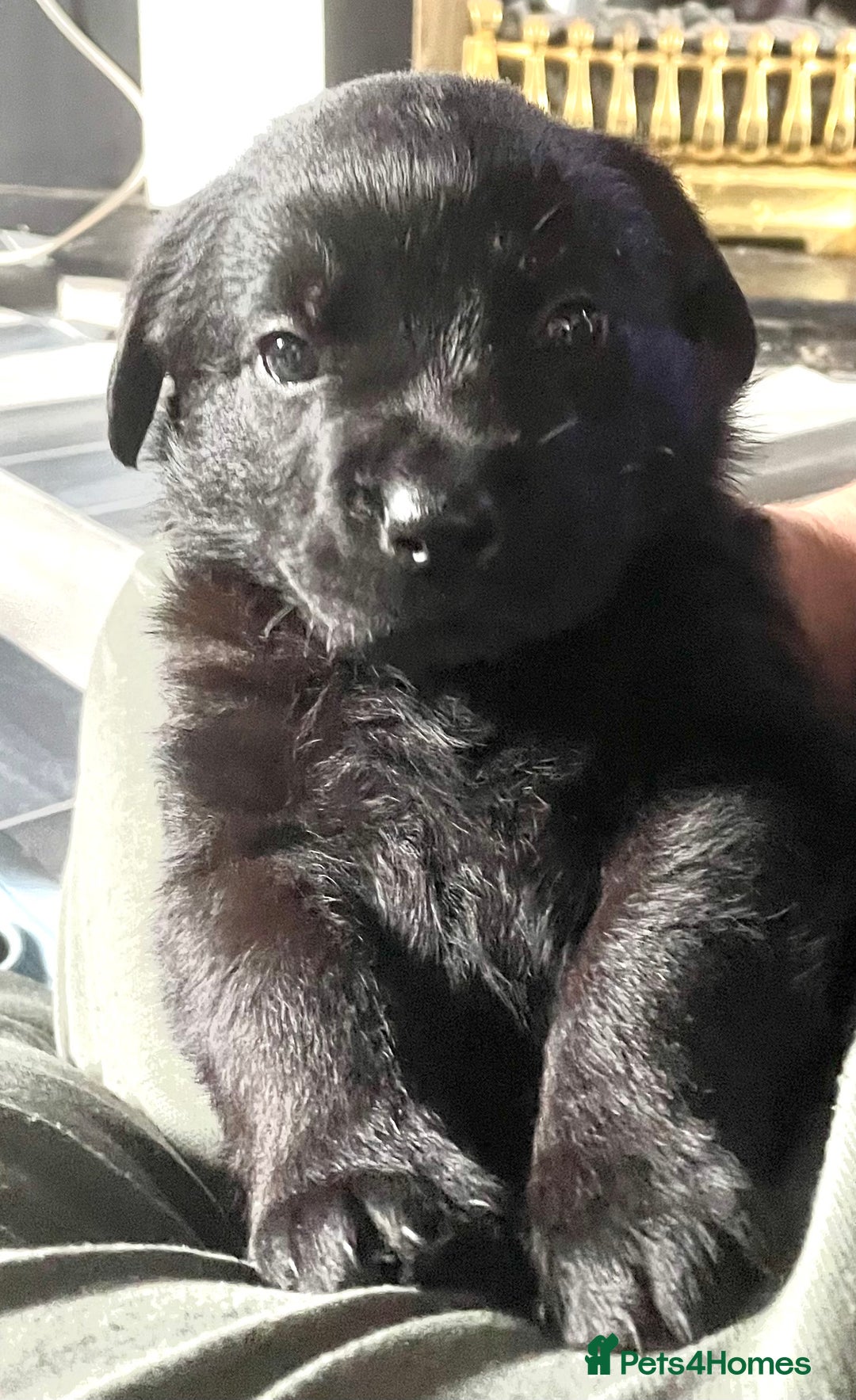 Mixed Breed dogs for sale: YOUR NEW BEST FRIEND IS WAITING!  - Image 16