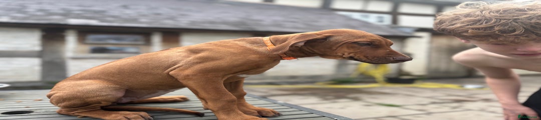 Rhodesian Ridgeback Puppy 11