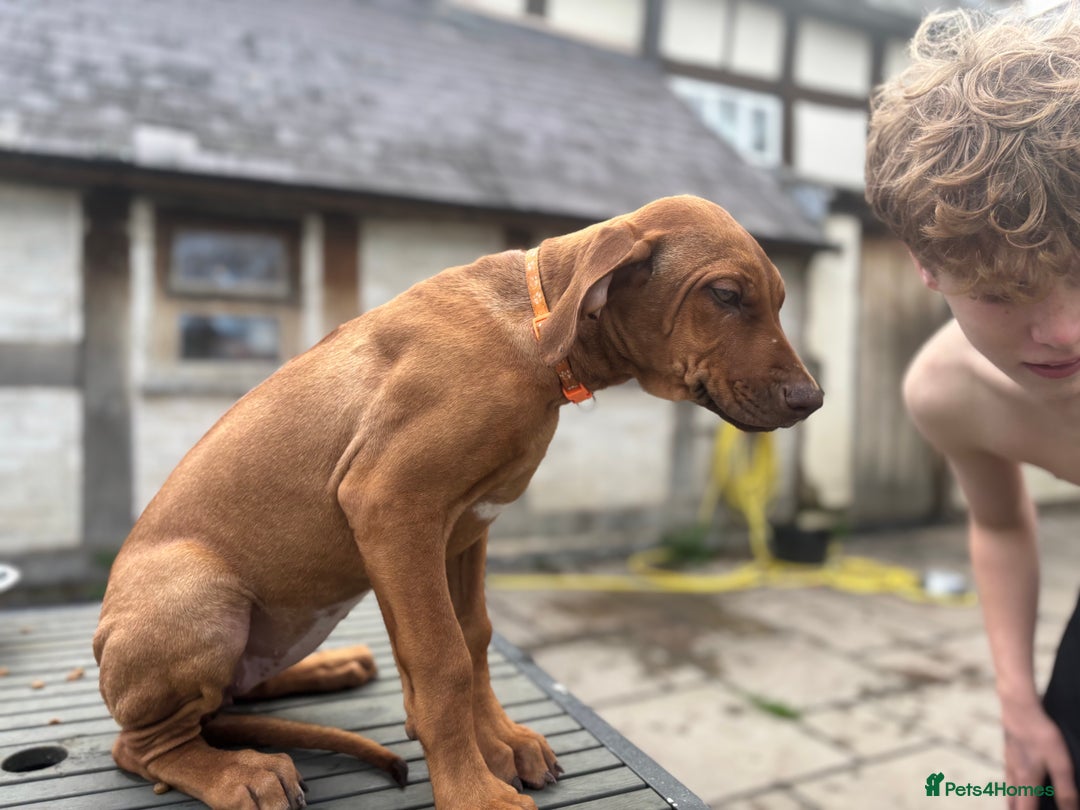 Rhodesian Ridgeback dogs for sale: Kc registered Rhodesian Ridgebacks puppies - Image 15