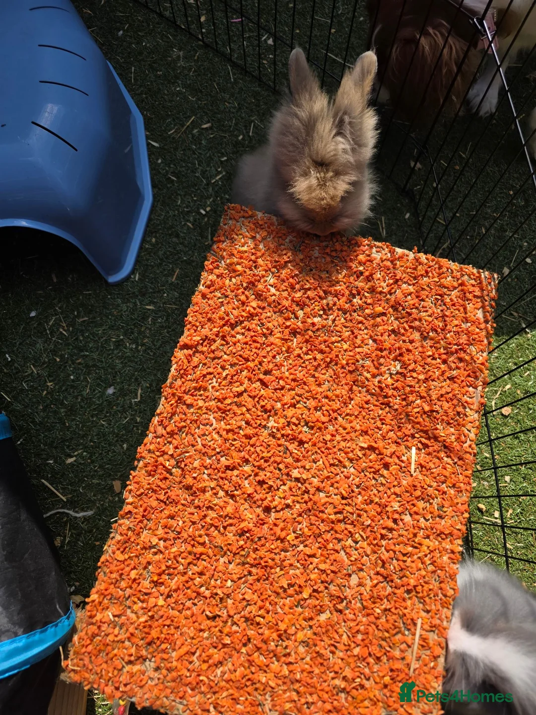 Lionhead rabbits for sale: Doublemaned lionhead bunnies - Advert 2