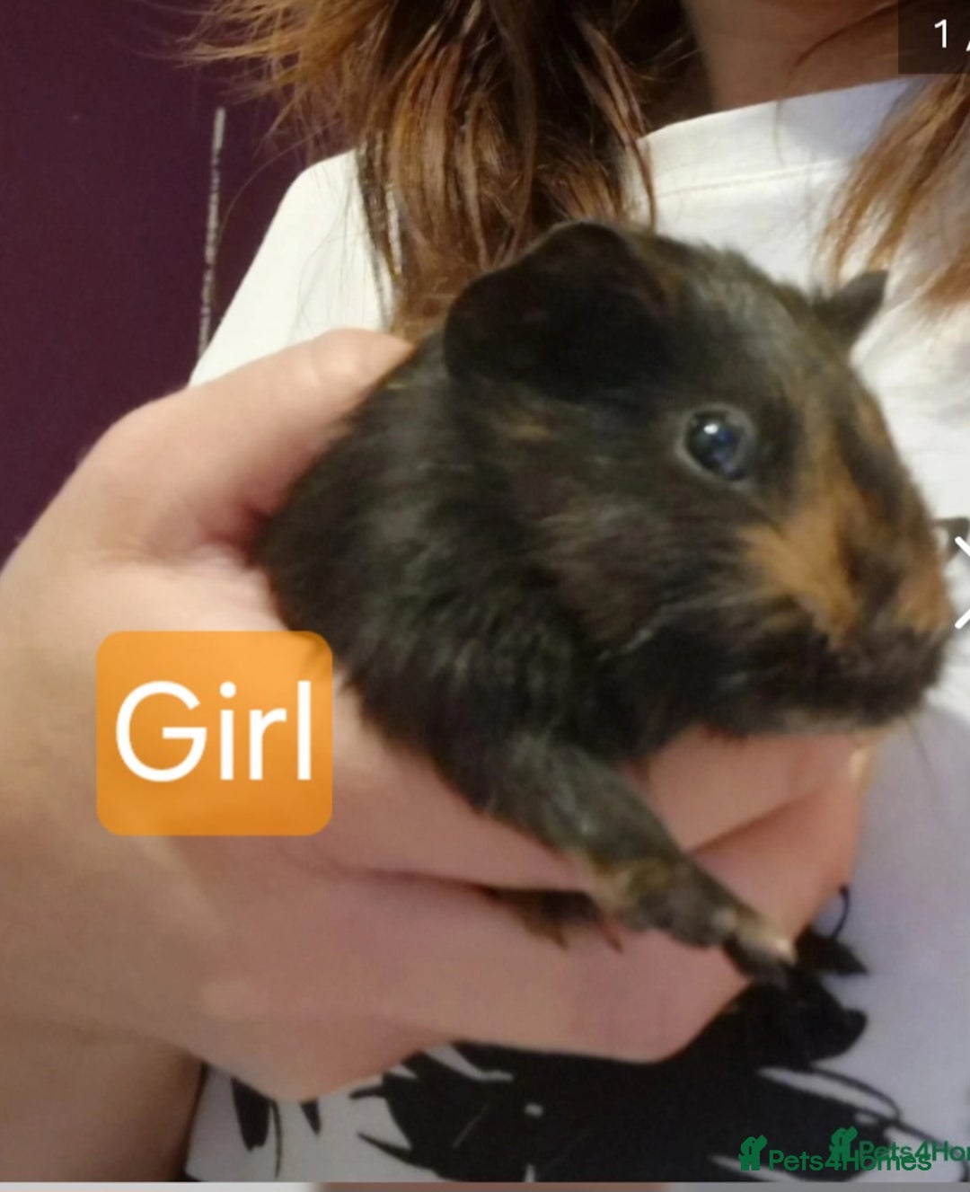 Guinea Pig rodents for sale: Beautiful baby guinea pigs. in Basildon - Image 23