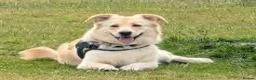 Mixed Breed dogs for adoption: Meet Taffy, currently residing in Buckinghamshire  in Milton Keynes - Advert 2