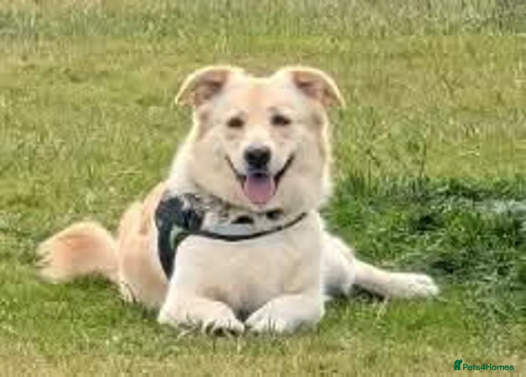 Mixed Breed dogs for adoption: Meet Taffy, currently residing in Buckinghamshire  in Milton Keynes - Advert 2