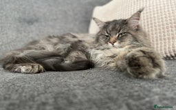 Maine Coon cats for sale: Purebred Maine Coon Male Kittens. Blue,Tabby,Black - Image 18