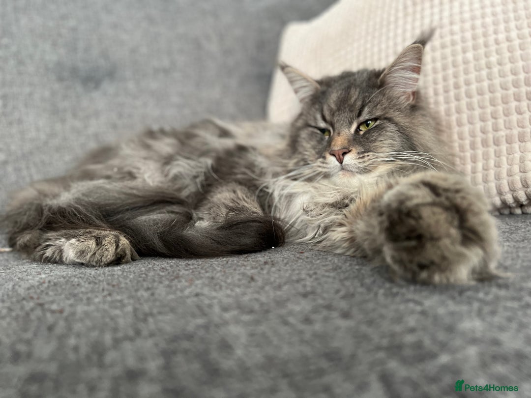 Maine Coon cats for sale: Purebred Maine Coon Male Kittens. Blue,Tabby,Black - Image 18