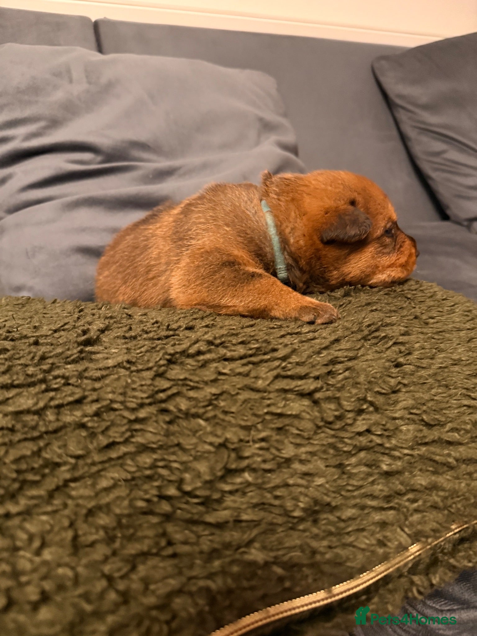Mixed Breed dogs Rottweiler x American Akita Puppies - Advert 2
