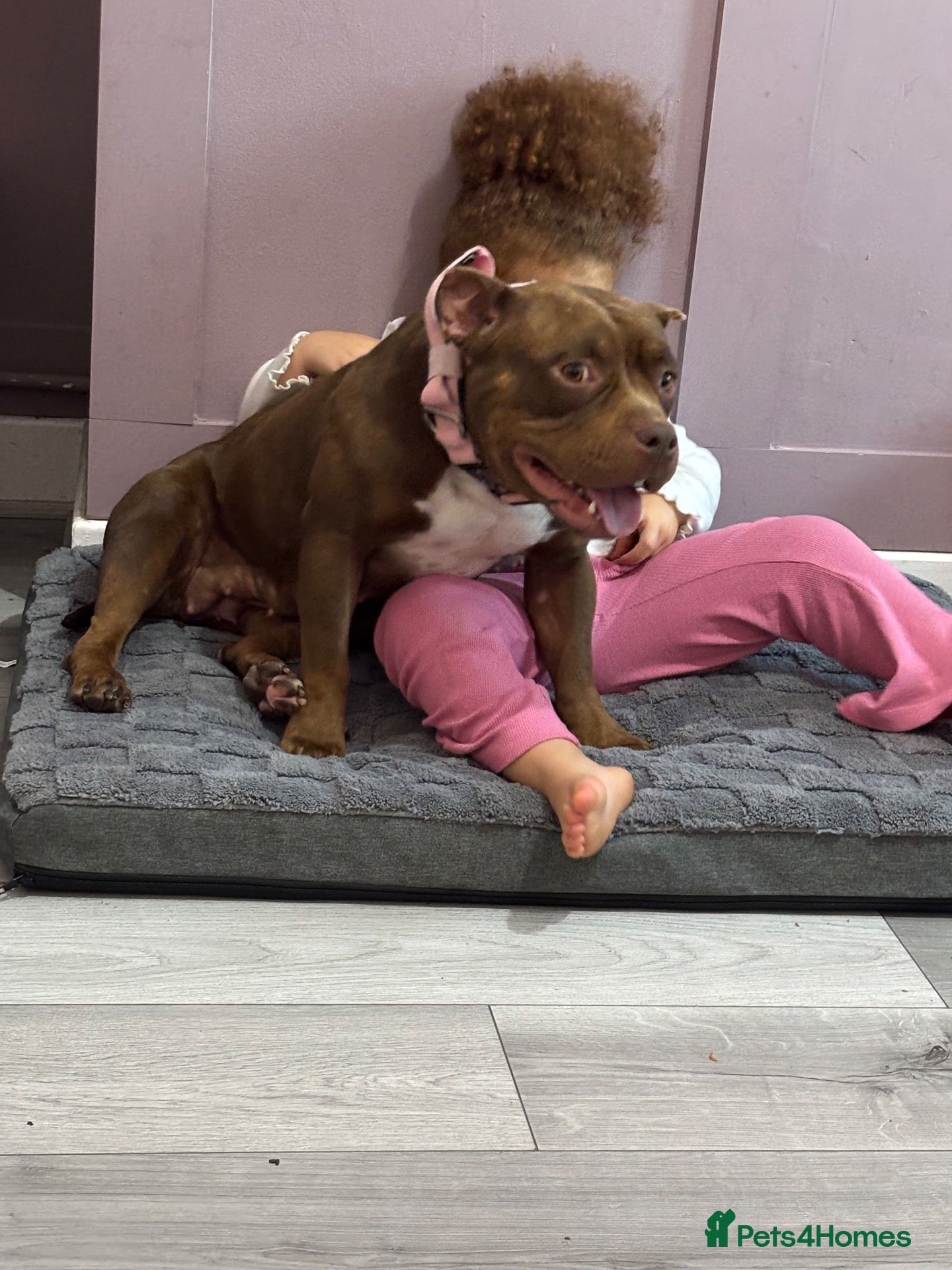 American Bull Staffy dogs Urgent rehoming needed  - Advert 1