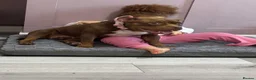 American Bull Staffy dogs for sale: Urgent rehoming needed  in Bolton - Advert 1