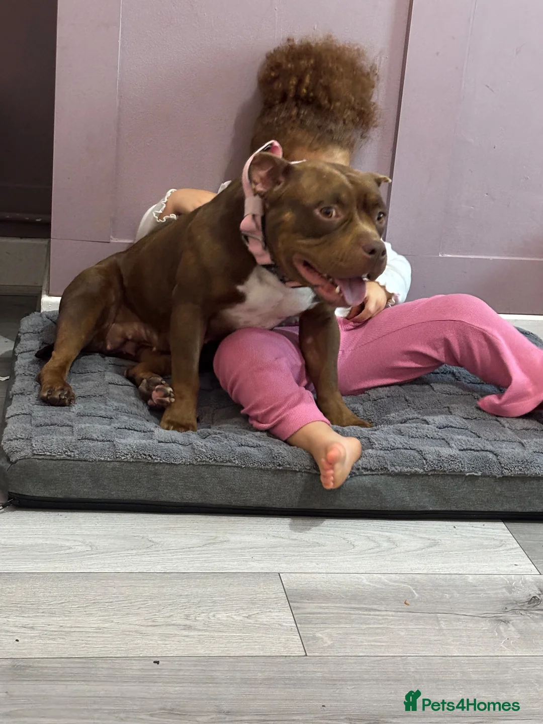 American Bull Staffy dogs for sale: Urgent rehoming needed  in Bolton - Advert 1