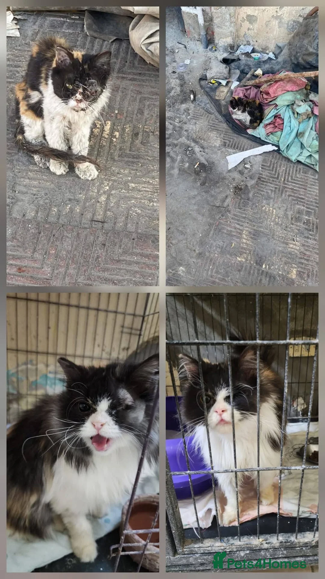 Mixed Breed cats for adoption: Fluffy and unique Olivia loves cuddles - Advert 4