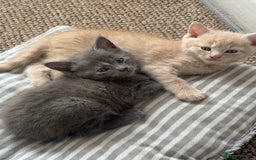 Domestic Shorthair cats for sale: 3 kittens(ginger,grey) ready to join their new hom - Image 9