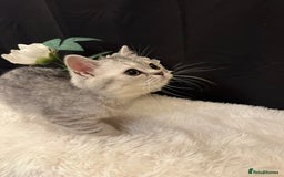 British Shorthair cats for sale: Silver Spotted Full Pedigree Registered BSH - Image 21
