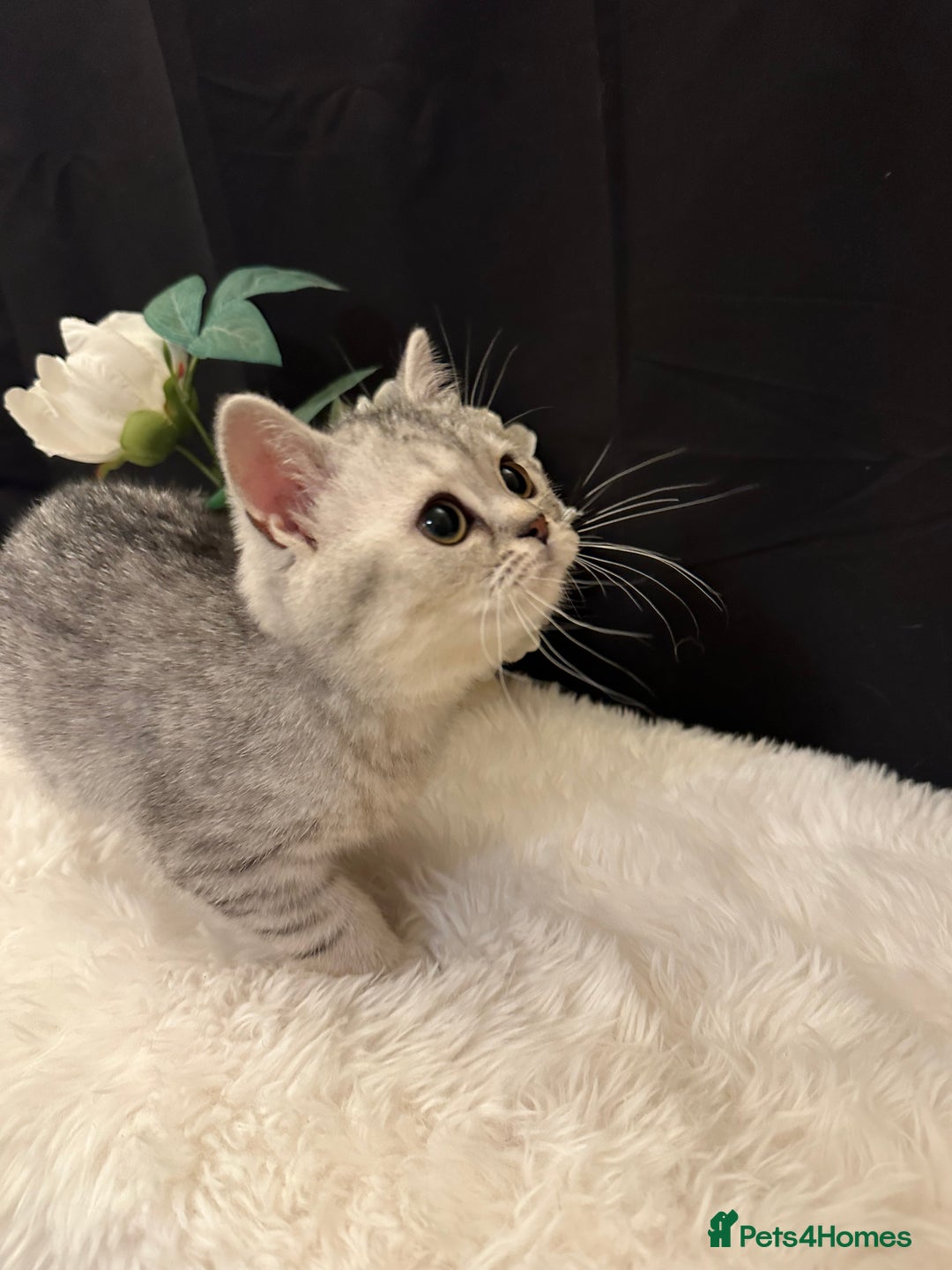 British Shorthair cats for sale: Silver Spotted Full Pedigree Registered BSH - Image 21