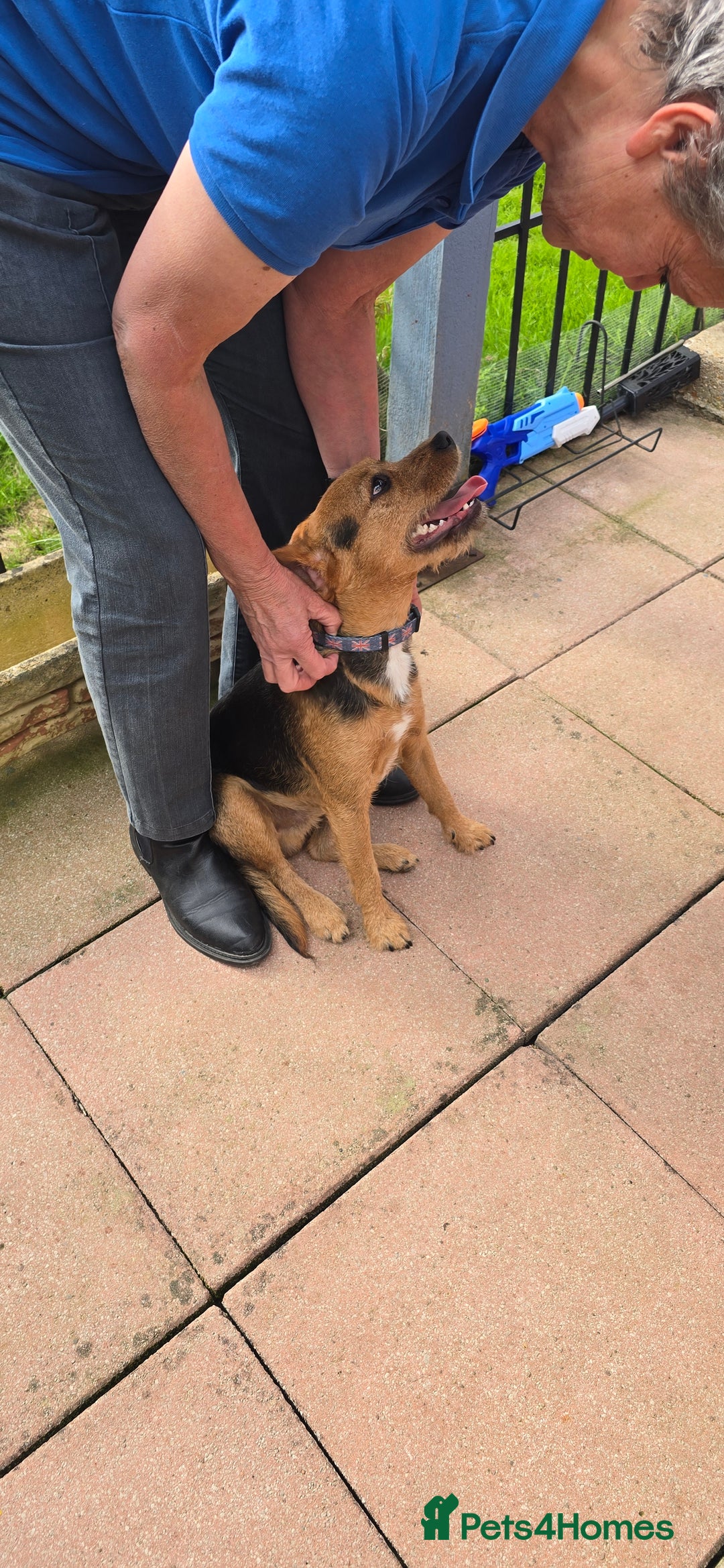 Mixed Breed dogs for adoption: Toby the Terrier - Image 10