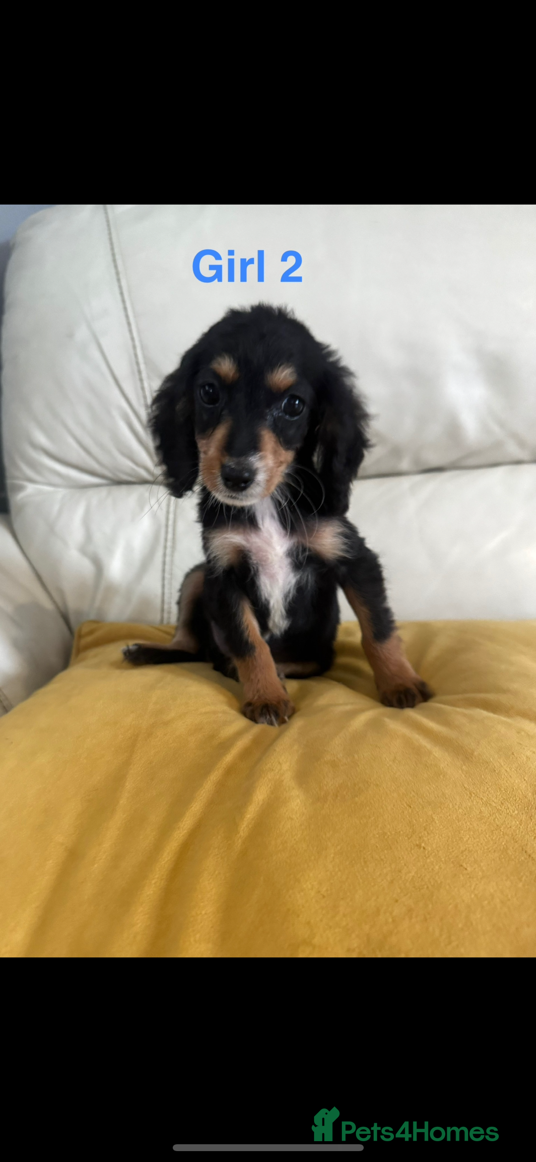 Cockapoo dogs for sale: Cockapoo puppies  - Image 2