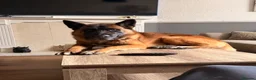 Mixed Breed dogs for stud: STUD for Litter in Swindon - Advert 2