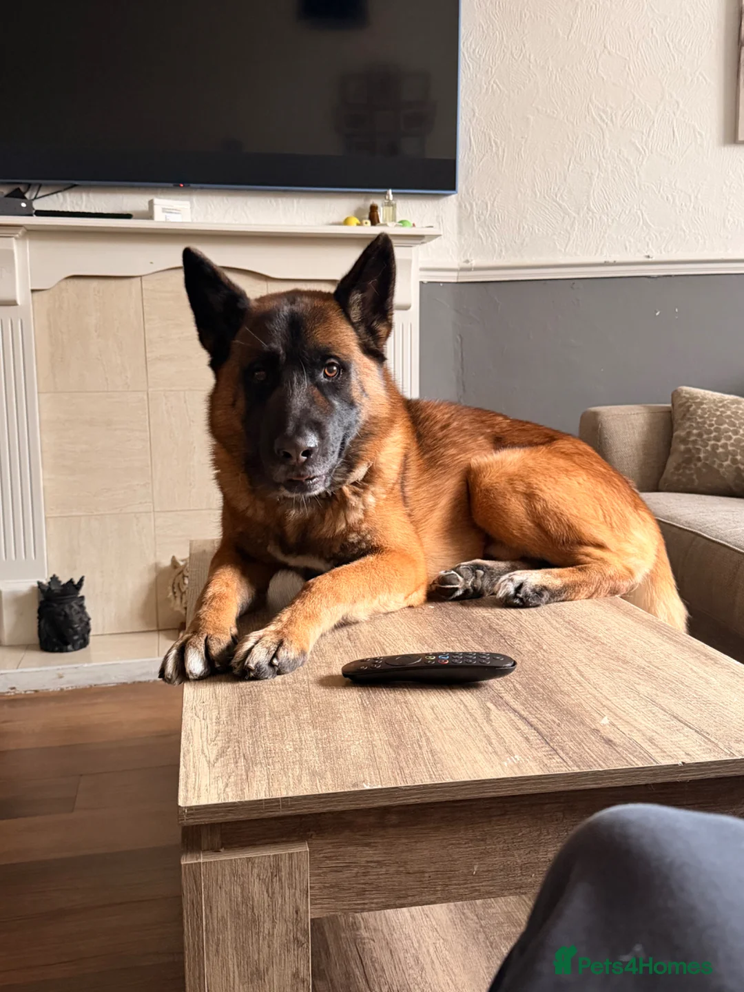 Mixed Breed dogs for stud: STUD for Litter in Swindon - Advert 2