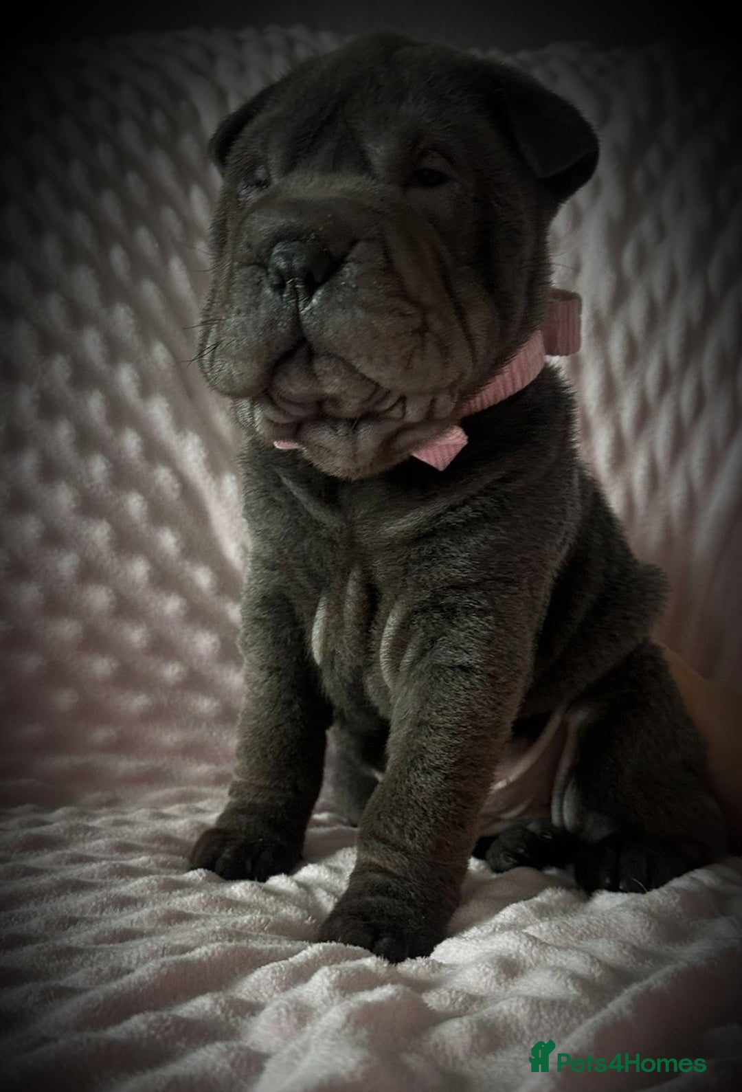 Shar Pei dogs for sale: Sharpei pup. LAST GIRL! - Advert 2
