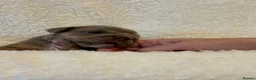 English Bulldog dogs for sale: English Bulldog puppies - Advert 40