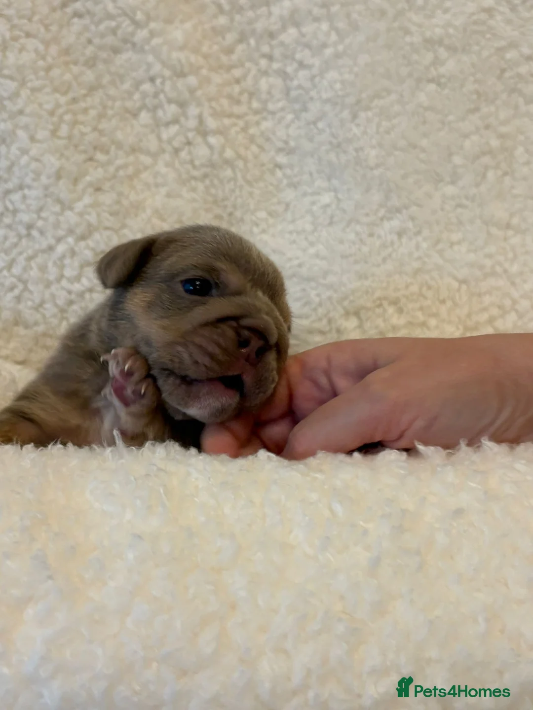 English Bulldog dogs for sale: English Bulldog puppies - Advert 40