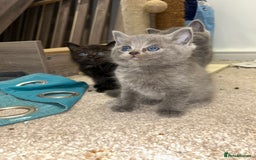 British Shorthair cats for sale: British short hair - Image 3