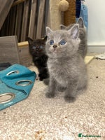 British Shorthair cats - Advert 15
