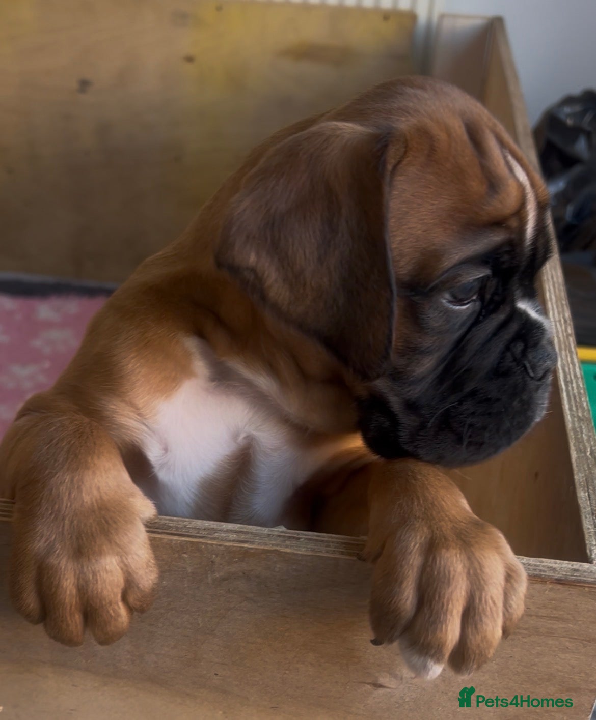 Boxer dogs Exceptional Litter - World Champion Bloodline  - Advert 5