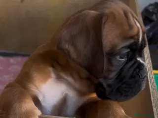 Boxer dogs Exceptional Litter - World Champion Bloodline - Advert 5
