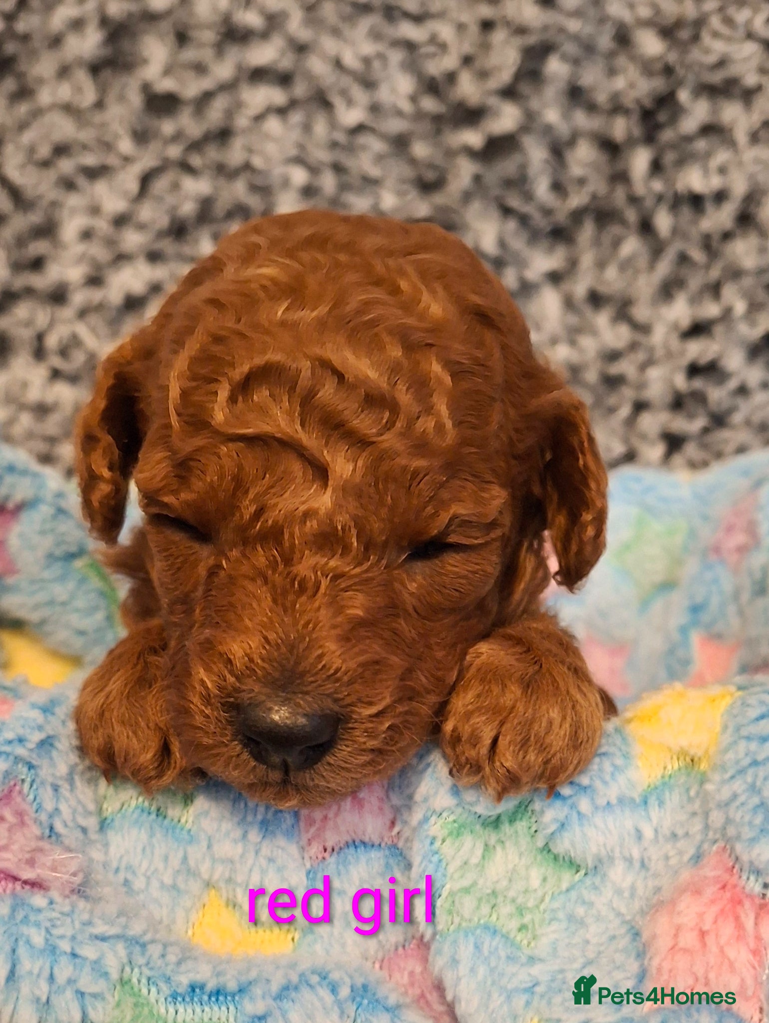 Toy Poodle dogs for sale: Toypoodle puppies  in Leeds - Advert 7