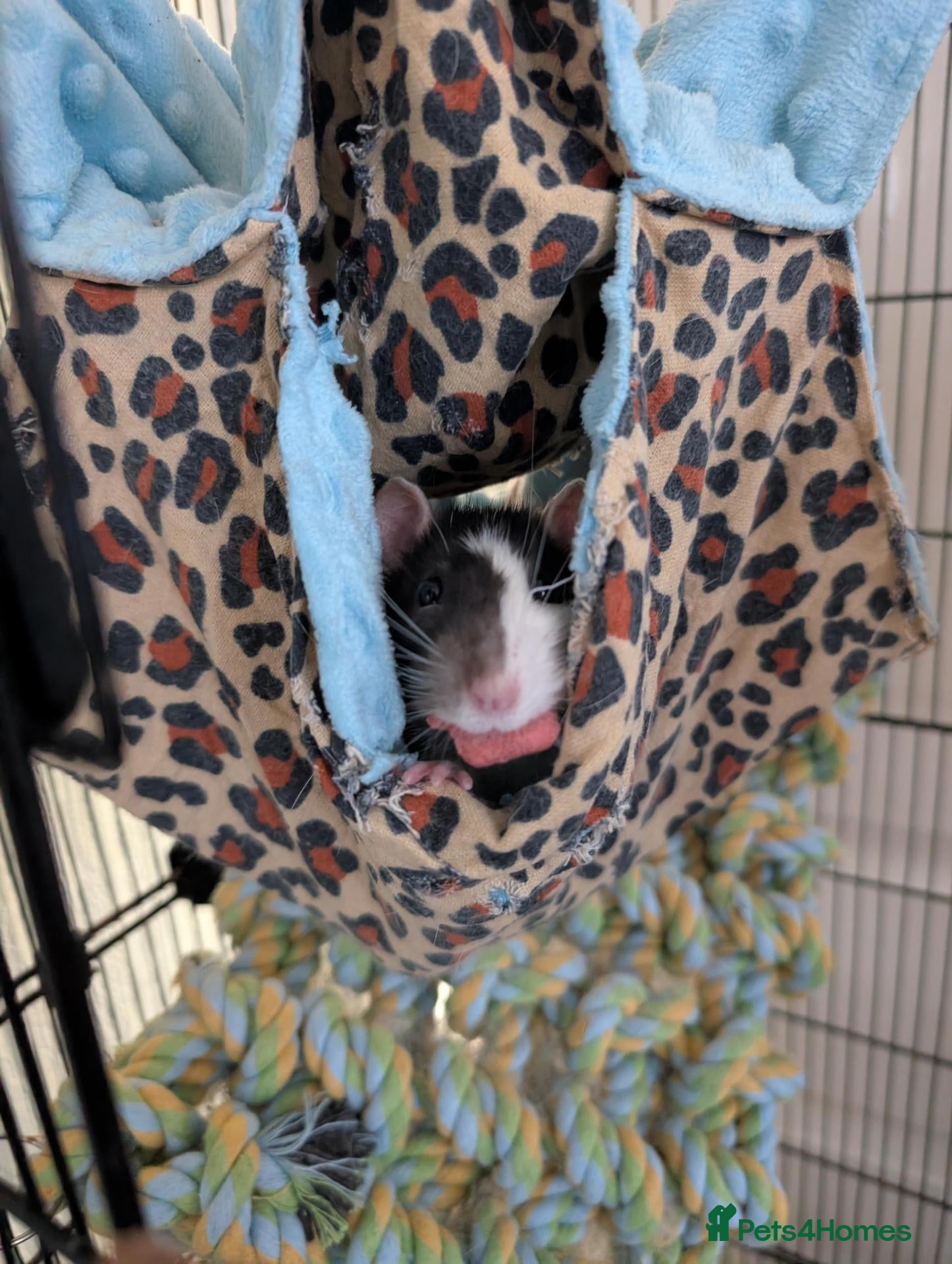 Rat rodents Solo Rat Ready for a Friend - Advert 1