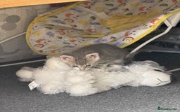 Mixed Breed cats for sale: 2 female grey tabby kittens  - Image 5