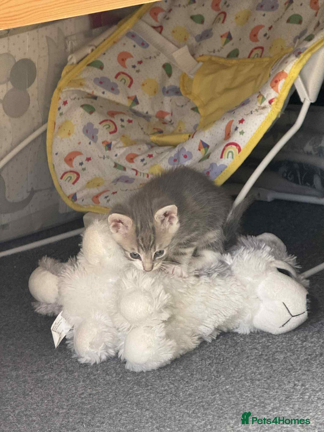 Mixed Breed cats for sale: 2 female grey tabby kittens  - Image 5
