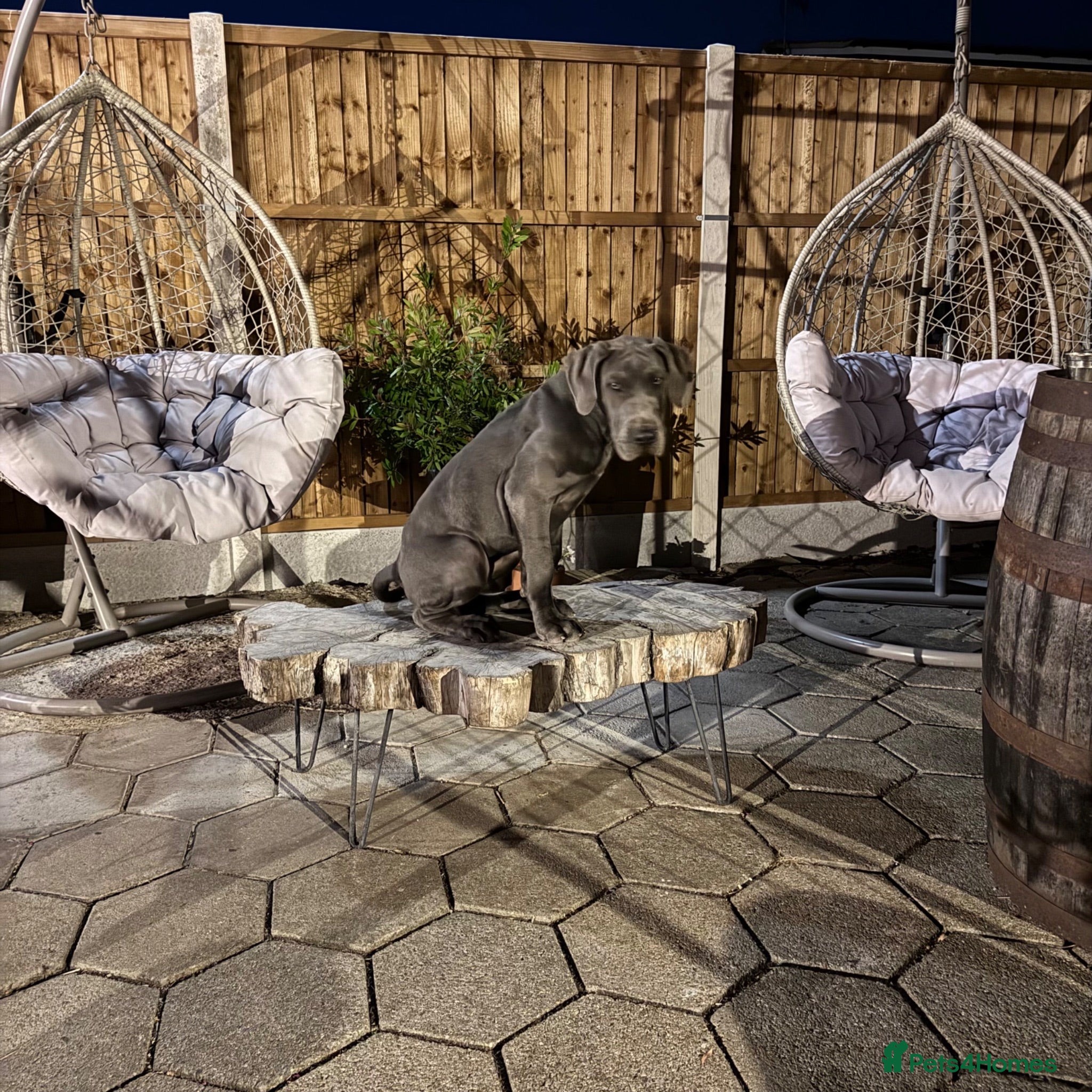 Great Dane dogs One beautiful Boy available  - Advert 1