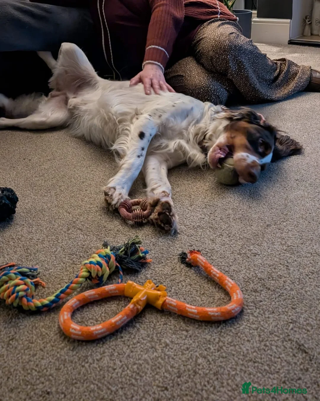 Mixed Breed dogs for adoption: 💙TOMMY💙ALL HEART, ALL ENERGY, NEEDS GUIDANCE in High Peak - Advert 2