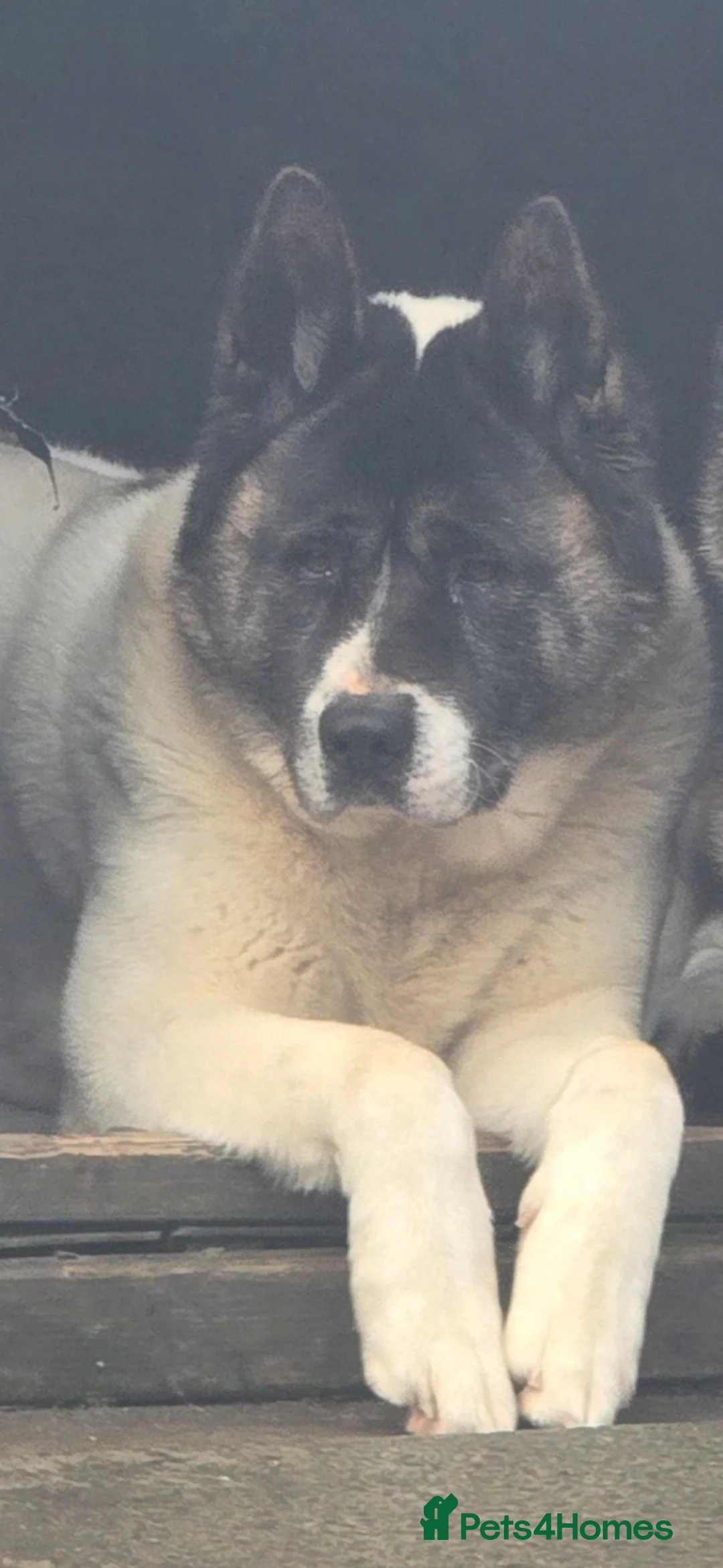 Akita dogs for sale: Akita for sale - Advert 4