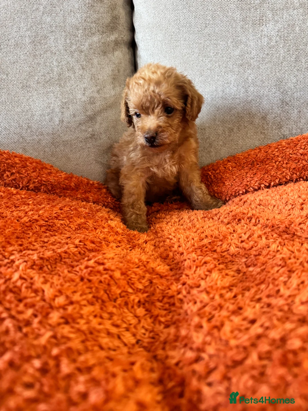 Schnoodle dogs for sale: F2B Miniature Schnoodle/Toy Poodle Pups For Sale - Advert 22