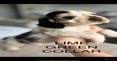 Cocker Spaniel dogs - Advert 2