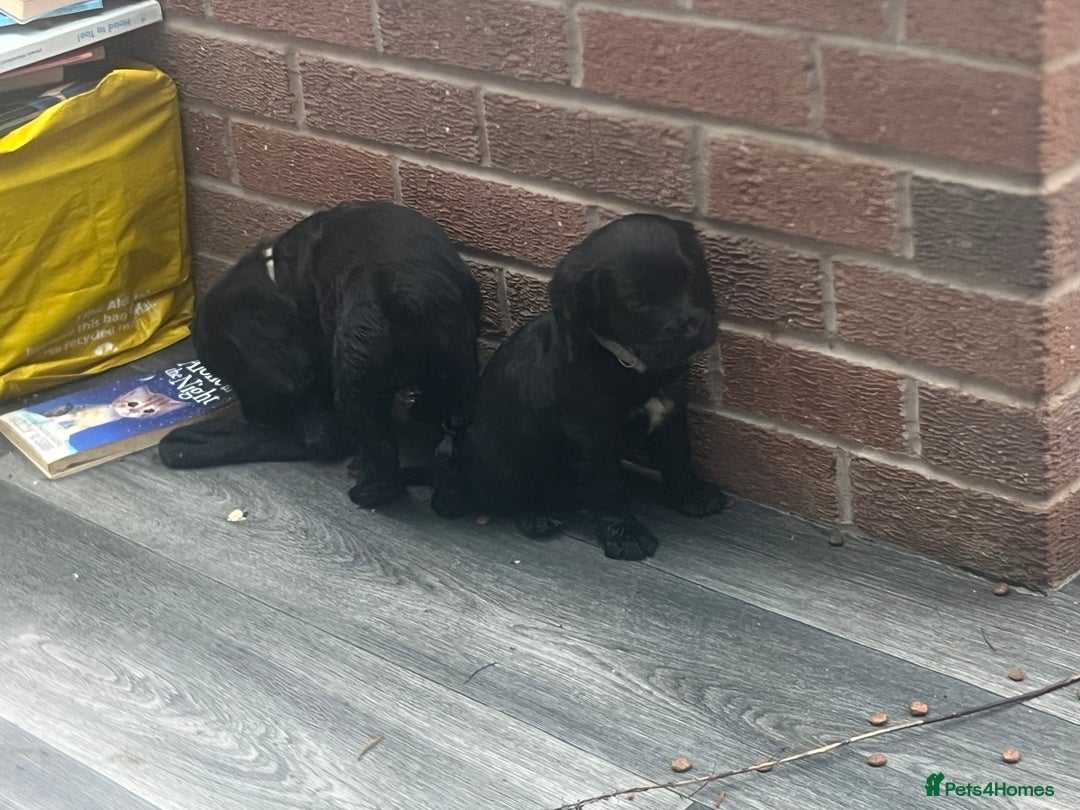 Cocker Spaniel dogs for sale: 4 stunning girl show cocker spaniels - Image 19