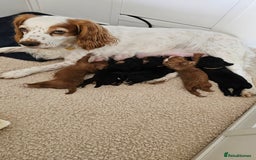 Cocker Spaniel dogs for sale: Stunning KC Cocker Spaniels - DNA & Eye-checked - Image 6