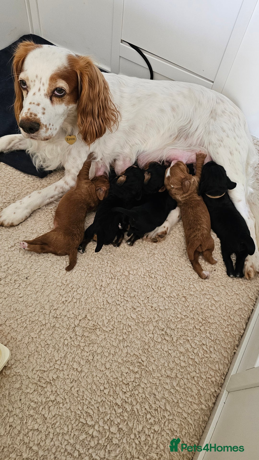 Cocker Spaniel dogs for sale: Stunning KC Cocker Spaniels - DNA & Eye-checked - Image 6