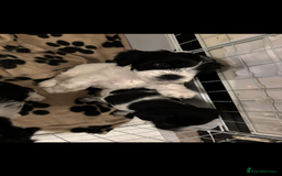 Mixed Breed dogs for sale: Mixed breed puppies  - Image 11