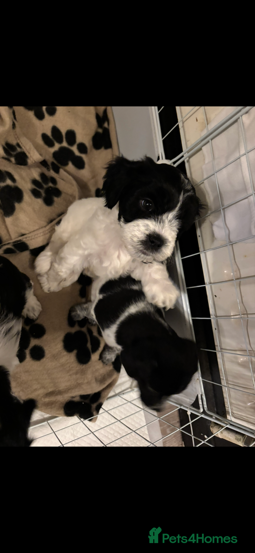 Mixed Breed dogs for sale: Mixed breed puppies  - Image 11