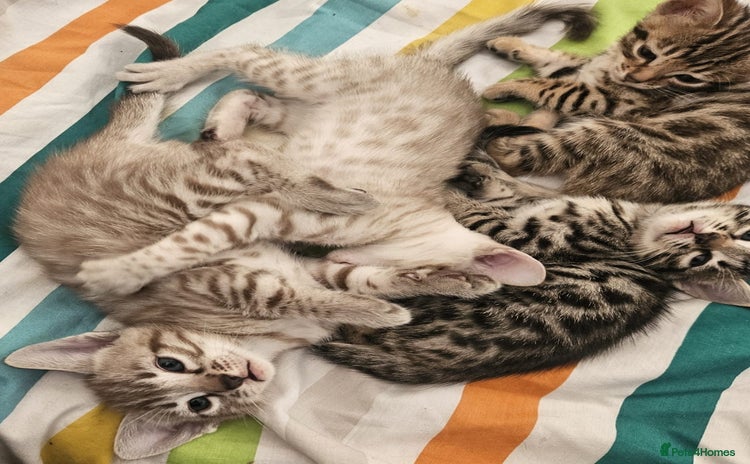 Bengal cats - Advert 1