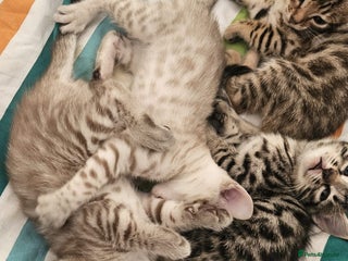 Bengal cats - Advert 1
