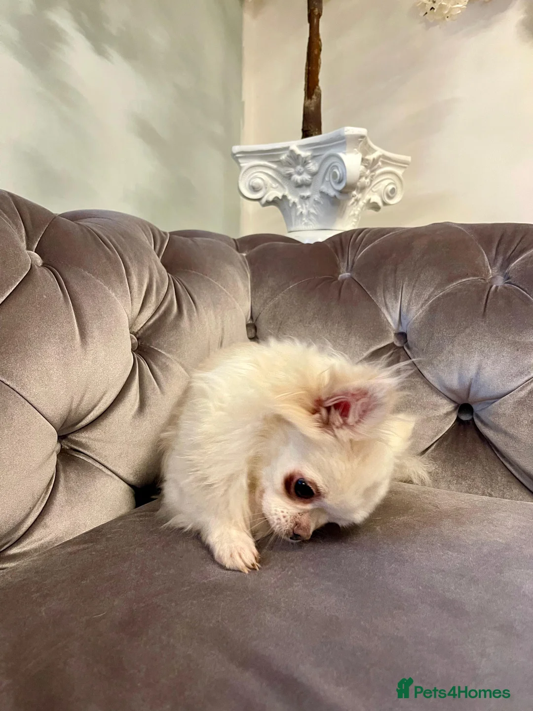 Chihuahua dogs for sale: 6 year old adorable Chihuahua girl  - Advert 4