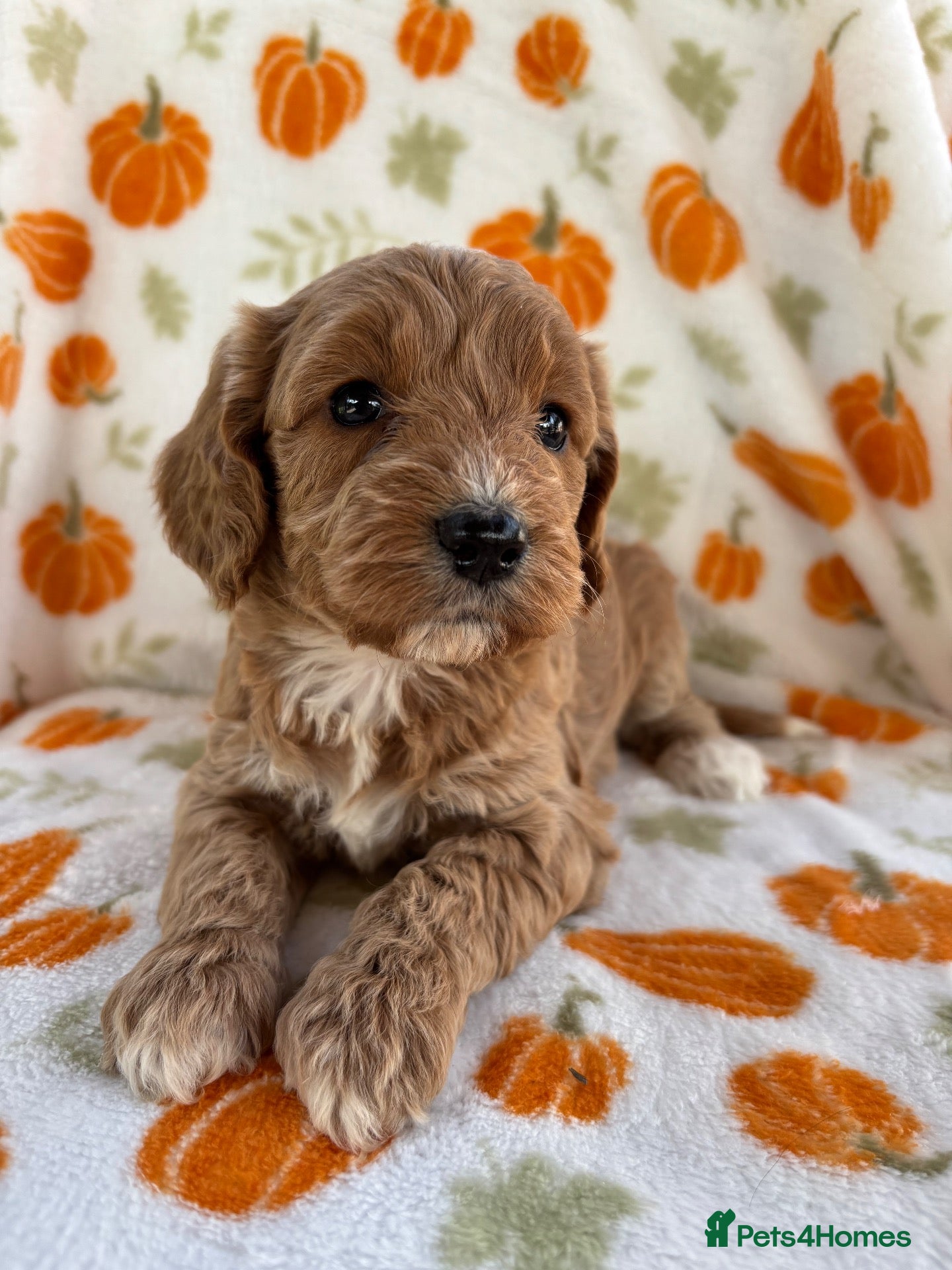Cockapoo dogs Beautiful cockapoo puppys - Advert 2