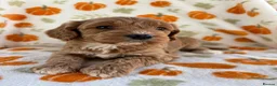 Cockapoo dogs for sale: Beautiful cockapoo puppys - Advert 2