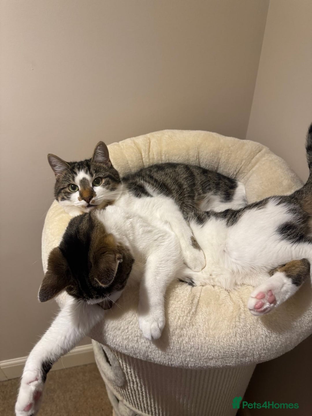 Domestic Shorthair cats for sale: Two Bonded Siblings for Sale - Advert 6