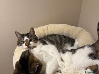 Domestic Shorthair cats Two Bonded Siblings for Sale - Advert 2