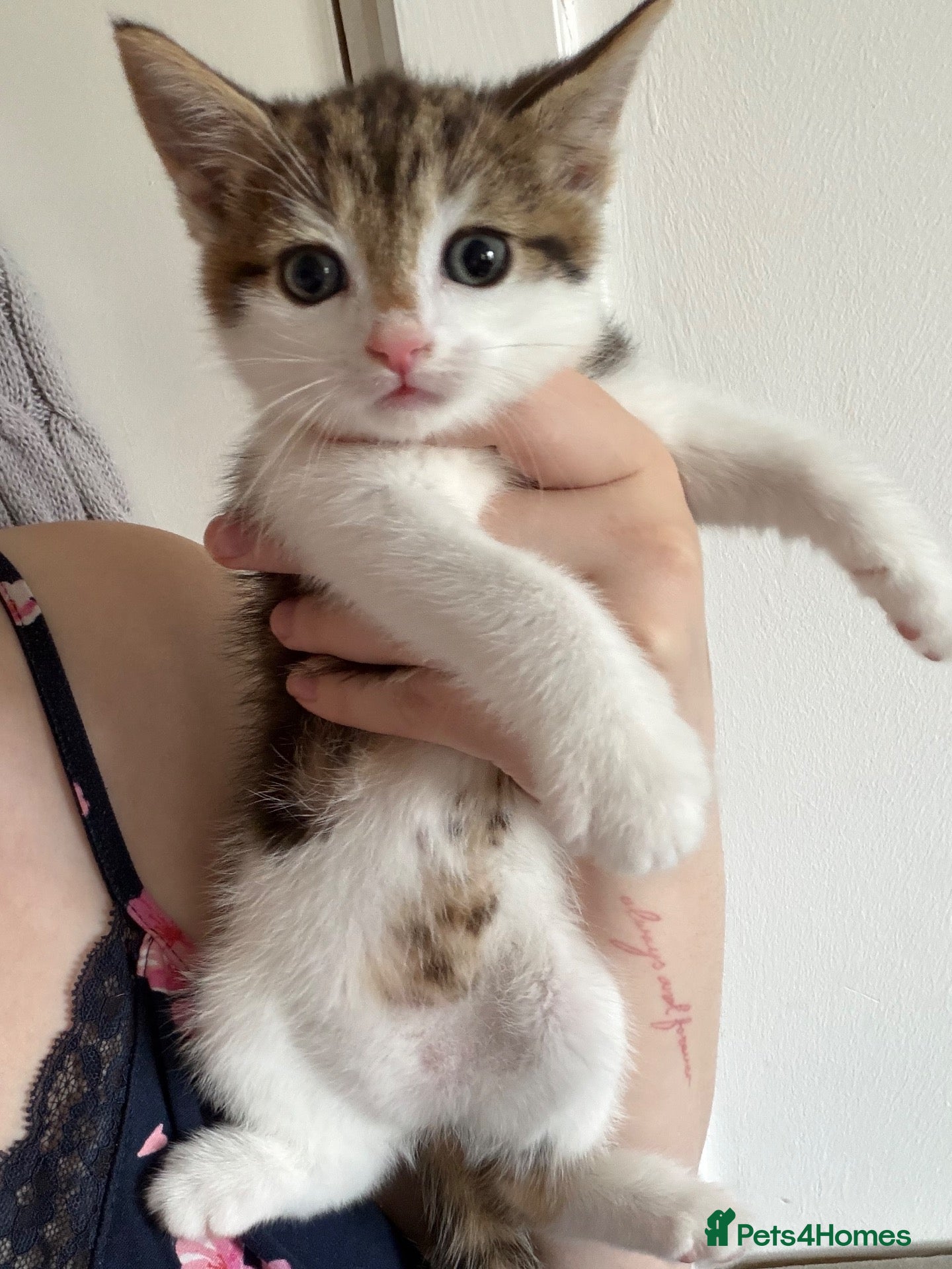 Mixed Breed cats 🐾 Beautiful Kittens Looking for Forever Homes 🐾 - Advert 16